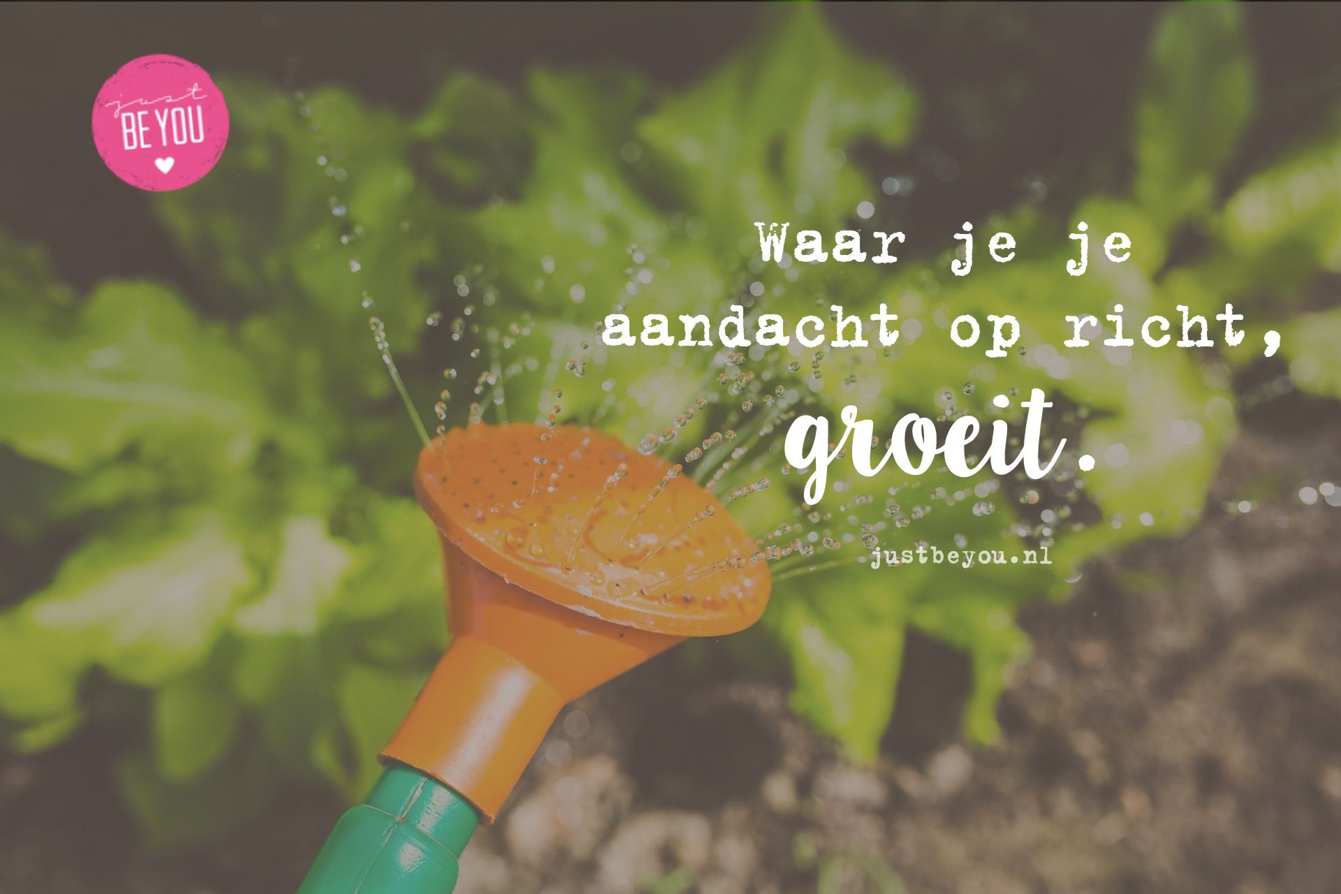 Waar je je aandacht op richt, groeit