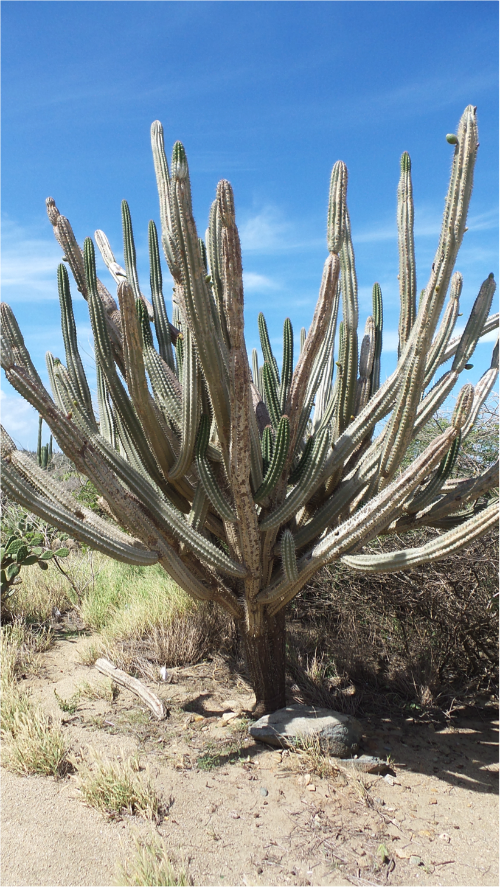 Cactus Aruba